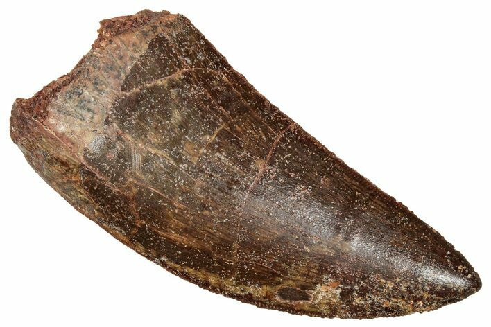 Serrated, Carcharodontosaurus Tooth - Excellent Preservation #270455